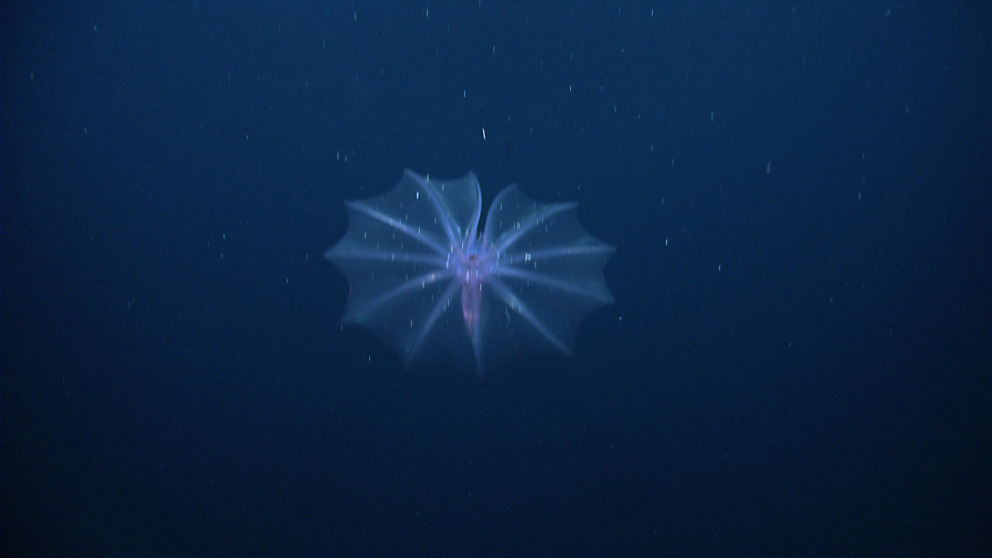 With its outstretched tentacles, this sea cucumber (Pelagothuria natatrix) collects organic material and puts it into its mouth. The sediments stirred up in the course of deep seabed mining would bury animals like this alive.